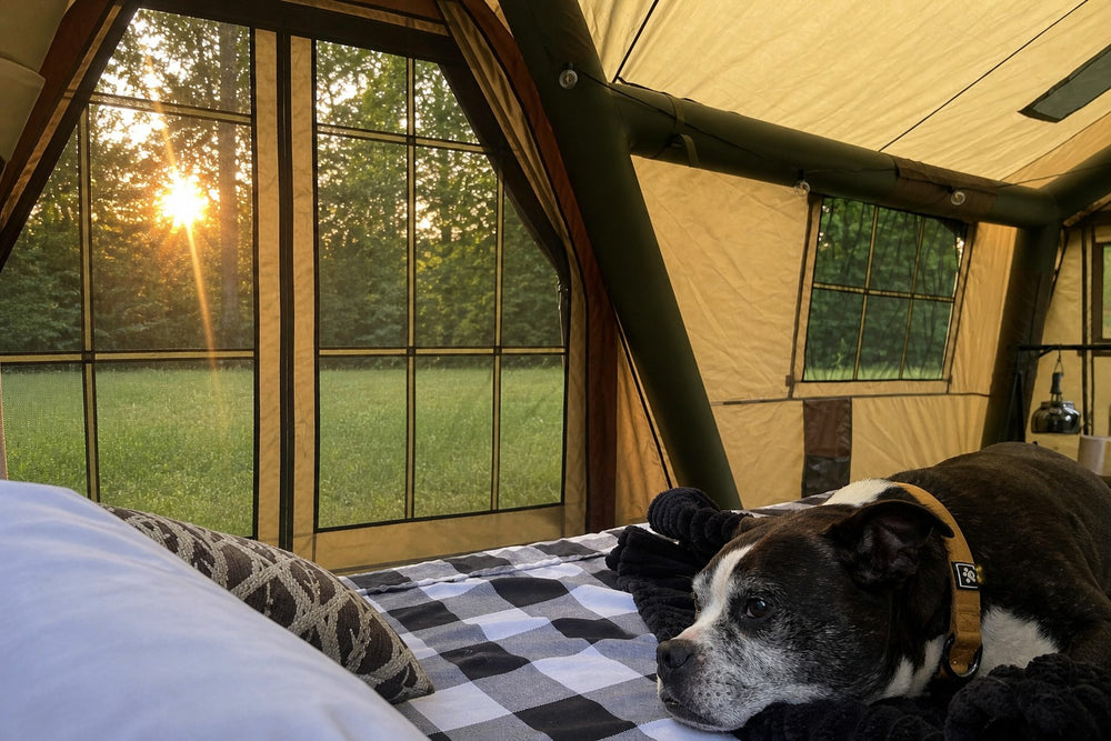 Dog resting on bedding inside a Senleeto A-Frame tent beside a large mesh entry at sunset